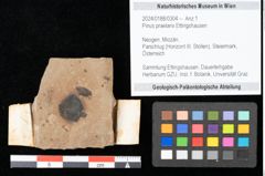 Foto (Objekt + Etikett) von Pinus praelarix Ettingshausen (NHMW-GEO-2024-0188-0304)